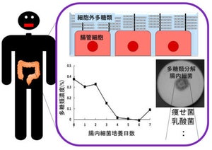 腸内細菌叢に存在する善玉菌は、宿主の多糖類を分解できる