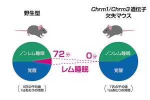 理研、夢を見ないマウスを作製 - レム睡眠に必要な遺伝子を特定