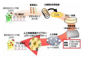 AIを活用してタンパク質の機能改変を効率化する手法 - 産総研らが開発