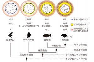 脊椎動物の腸の進化から哺乳類の腸内細菌の特殊性を解明 - OIST