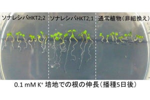 植物が塩害から身を守るためのタンパク質 - 野生のシバから発見