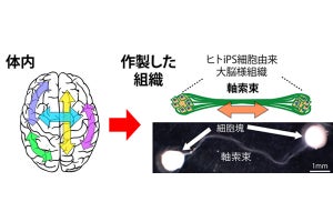 東大、iPS細胞で作製した2つの大脳神経組織を接続することに成功