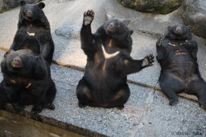 ツキノワグマは秋のドングリ採食で翌年夏までのエネルギーを蓄える-農工大