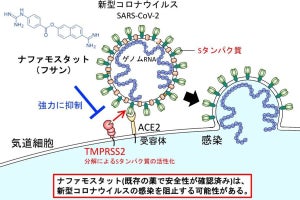 東大、新型コロナウイルスの細胞との融合を阻止できる既存薬剤を同定