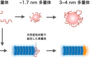 東工大、酵母プリオンタンパク質のアミロイド繊維形成の観察に成功