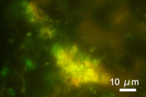 海底地下の岩石で、人間の腸内と同等数の微生物を確認 - 東大