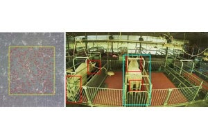 IoTデータを活用した持続可能な養豚繁殖モデルの実証