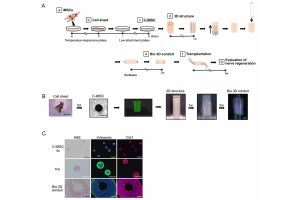 損傷したラットの末梢神経をiPS細胞由来の3Dバイオプリントで再生に成功