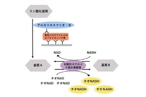 早大、新型コロナ向け高感度抗原検査法を開発 - 短時間検査の実現に期待