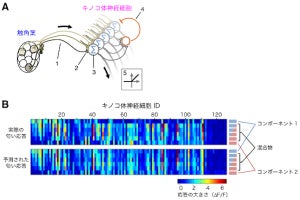 理研、エサや天敵などの匂いを認識する脳の仕組みを解明