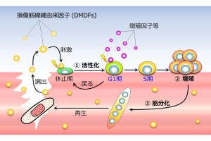 筋繊維を太くするサテライト細胞を活性化させる仕組み、熊本大などが解明