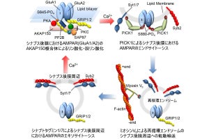 生物の脳が学習や記憶できる仕組みに関する新たなモデルを岡山大などが提案