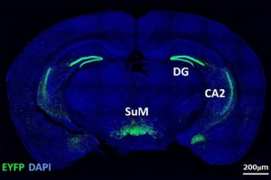 新しい環境と新しい個体では認識する脳の回路が異なる、理研が発見