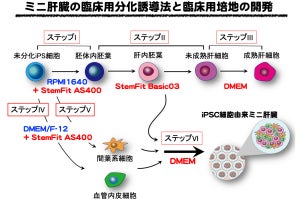 横浜市大など、ヒトiPS細胞由来「ミニ肝臓」培養の最適な分化誘導法を開発