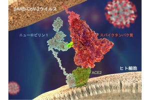 新型コロナがヒトの細胞へ侵入するための第2の足がかりを名大などが発見