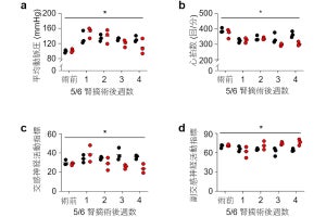 毎日1時間水素を吸入することで高血圧を改善できる可能性、慶大の研究