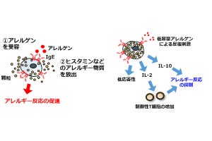 千葉大など、食物アレルギーの治療法「経口免疫療法」の仕組みの一端を解明