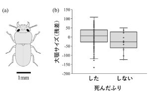 武器が大きくてケンカに強いオスは天敵の前では死んだふりも得意 - 岡山大