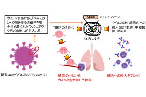 ウイルスベクターを用いた新型コロナ用ワクチンを都医学研などが開発