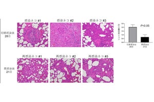 新型コロナへの感染がネコの肺を長期的に損傷させる恐れ - 東大医科研