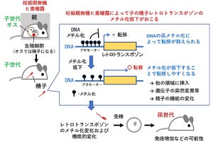 胎児が環境因子にさらされると、その精子のDNAに異変が生じる可能性