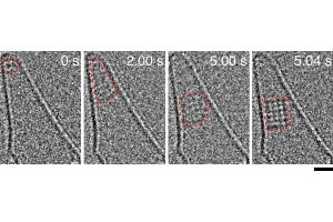 東大と産総研、物質の結晶化の瞬間を動画で撮影することに成功！