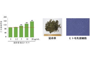 生薬「延命草」に毛乳頭細胞を活性化して育毛効果があることを近大が発見