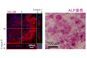 東工大など、ヒトiPS細胞を用いた小腸細胞「iPS-腸細胞」の作製に成功