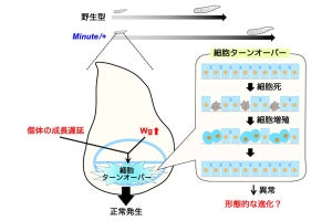 体の成長の遅れを補正する仕組み「細胞ターンオーバー」 - 名大などが発見