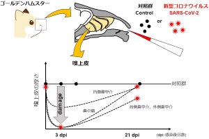 新型コロナによる嗅覚障害は正常に戻らない可能性がある、東大が確認