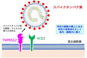 PM2.5が新型コロナの肺細胞への侵入口を拡大することを京大が確認