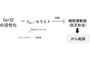 卵巣がんの高い転移能を抑制するカギを摂南大などが発見