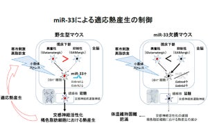 マイクロRNAの一種が褐色脂肪細胞の燃焼を促すことを京大が解明