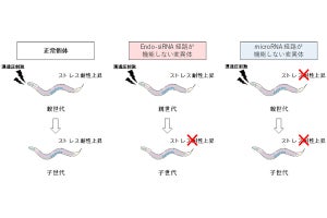 親が獲得したストレス耐性は子へ孫へと受け継がれる仕組みを理研が解明