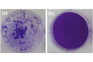 新型コロナウイルスに対する高い不活化効果を持つ酸化物を東工大などが開発