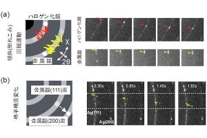 結晶1粒子の動的変化を1兆分の1mレベルで測定する技術を東大などが開発