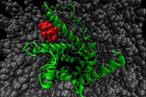 生薬の苦味成分が大腸がん細胞の増殖を抑制することを府立医大などが確認