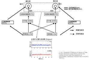 瞳孔径の時間的変動から脳活動を測定する技術をNCNPなどが開発