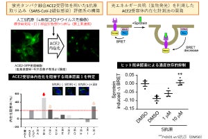 九大など、新型コロナウイルスの細胞への侵入を防ぐ既存薬を確認