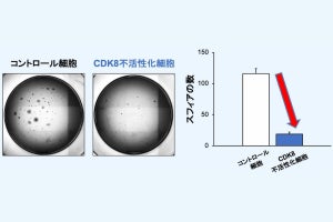 岐阜薬科大など、がんの親玉こと「がん幹細胞」に効く治療薬の開発に前進