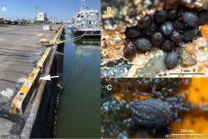 Twitterに投稿された写真から新種の海岸性ダニ類を法大の島野教授が発見