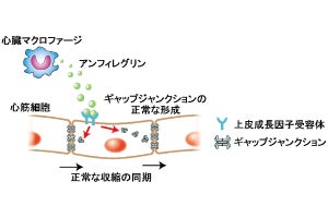 心臓が正常に脈を刻み続けるために必要な仕組みを東大などが解明