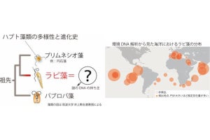 20年来の謎だったDNA断片の正体は海洋光合成生物の新種、京大などが確認