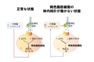 褐色脂肪細胞の体内時計の障害が肥満をもたらす、金沢大が機構の一端を解明