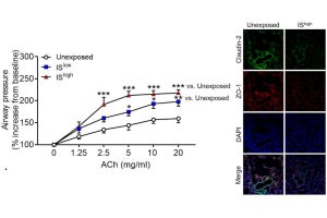 線香の煙の吸入はぜん息を悪化させる可能性、九大が気道に及ぼす影響を解明