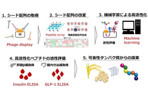 血糖値の安定化に寄与する天然由来のペプチドを名大が発見