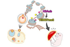 卵の「エピジェネティック修飾」が次世代に伝承される機構を理研が発見