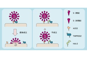 新型コロナが細胞に侵入するのを阻害する生理的阻害物質を京大などが発見