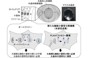 なぜ眼の水晶体は透明になるのか？、東大がその仕組みを解明