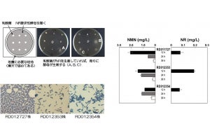 若返り化合物「NMN」を生産する乳酸菌を静岡大が発見、大量生産に前進